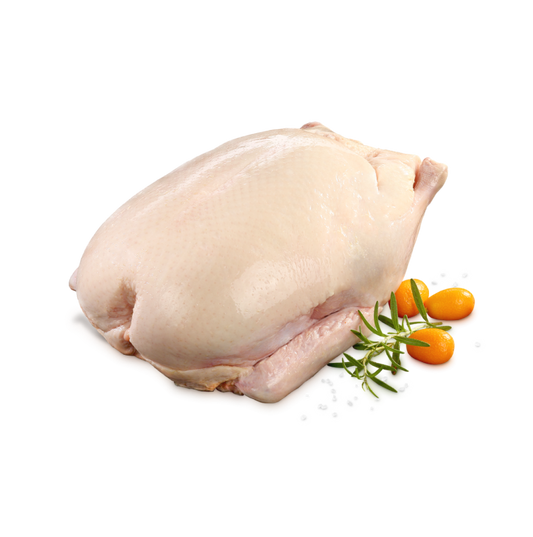 Indian Runner Duck